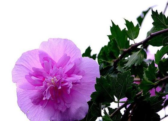 紫色木槿花代表什么？