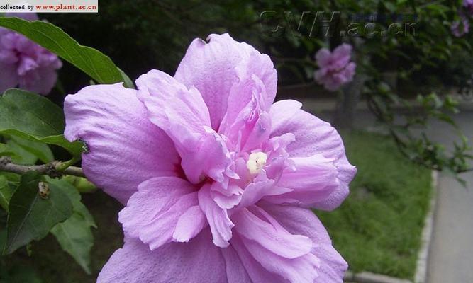 紫色木槿花代表什么？