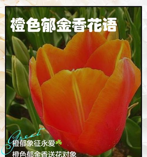 橘色花毛茛的花语和寓意是什么？它在婚礼中代表什么？