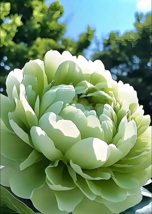 富贵花象征着什么？