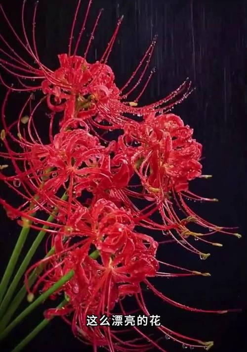 彼岸花不同颜色代表什么？它们的花语有哪些？