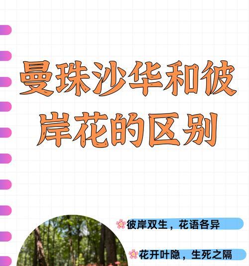 彼岸花不同颜色代表什么？它们的花语有哪些？