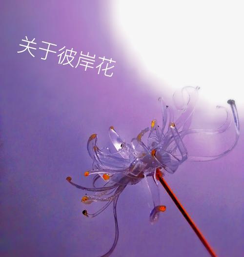 彼岸花不同颜色代表什么？它们的花语有哪些？