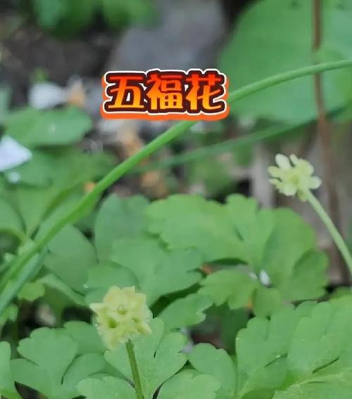 绿色花有哪些特殊意义？