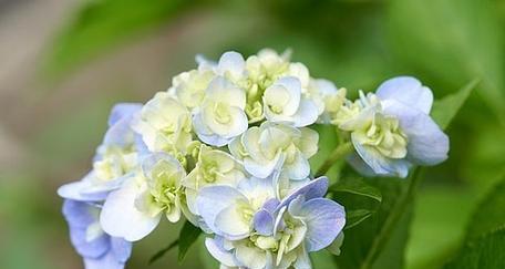 绿色花有哪些特殊意义？