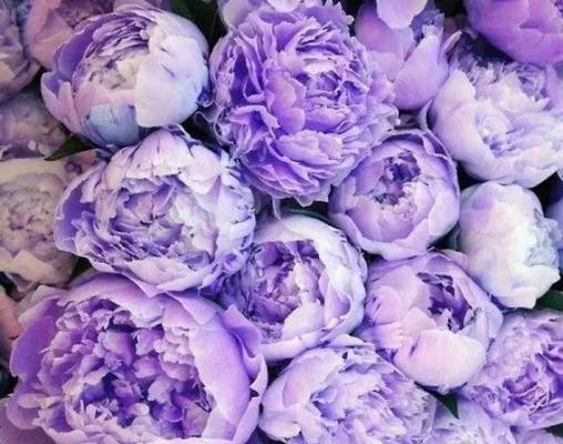 紫色公主手捧花有何特殊含义？