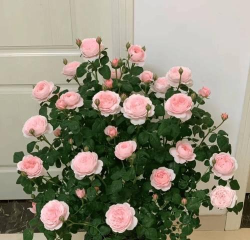 竹节黄金楠花语是什么？粉色牡丹手捧花的寓意是什么？