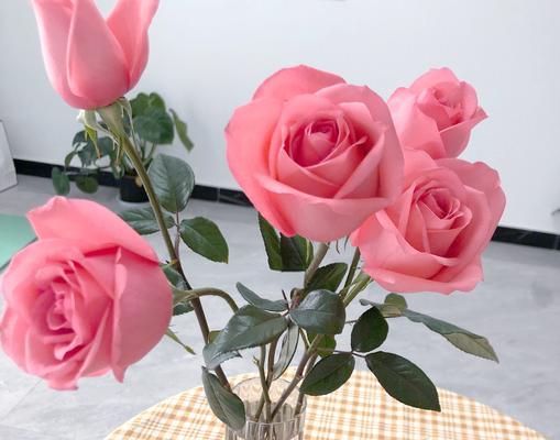 竹节黄金楠花语是什么？粉色牡丹手捧花的寓意是什么？