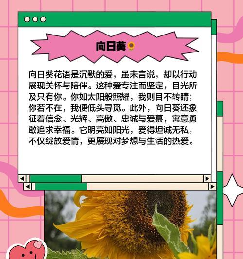 几朵花能表达爱情的含义？