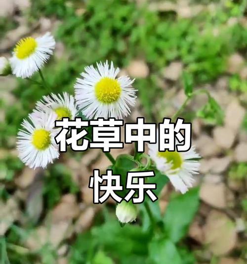 哪种花寓意着快乐和开心？