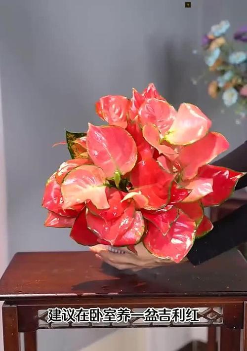 如意皇后花的寓意和特征是什么？这种花的象征意义是什么？