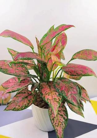 如意皇后花的寓意和特征是什么？这种花的象征意义是什么？