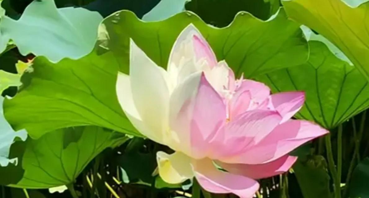 双色花朵有哪些美好寓意？