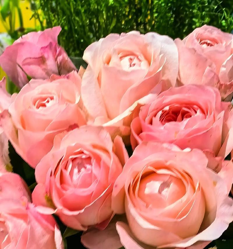 玫瑰花不同颜色的含义是什么？玫瑰花的花语有哪些？