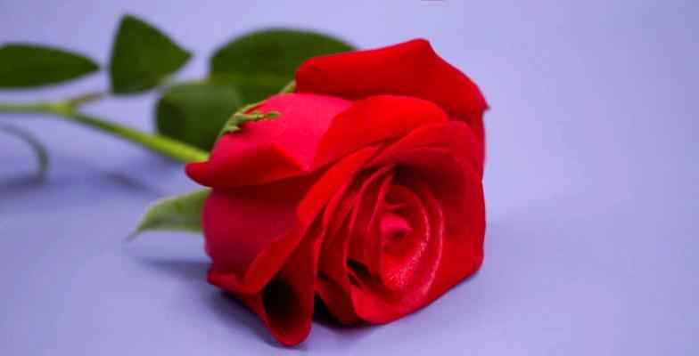 玫瑰花不同颜色的含义是什么？玫瑰花的花语有哪些？