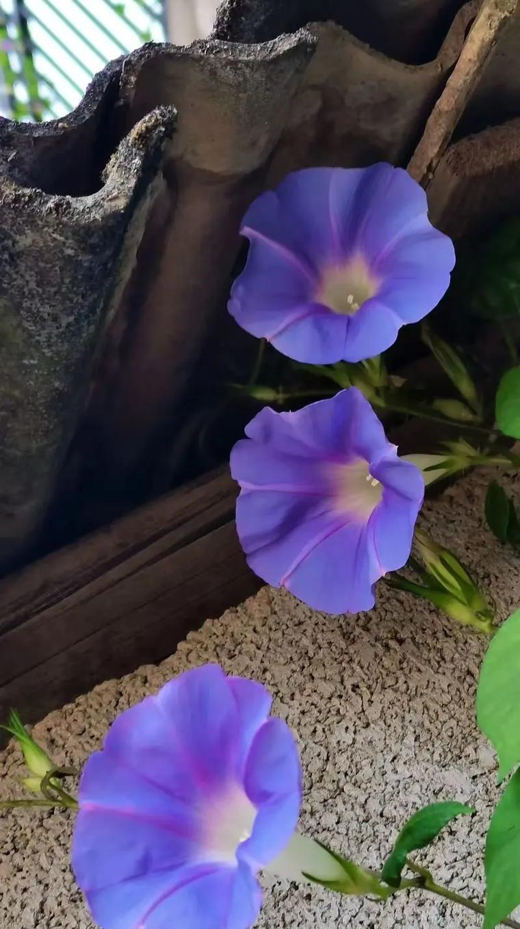 蓝色牵牛花的花语是什么？牵牛花的寓意有哪些？
