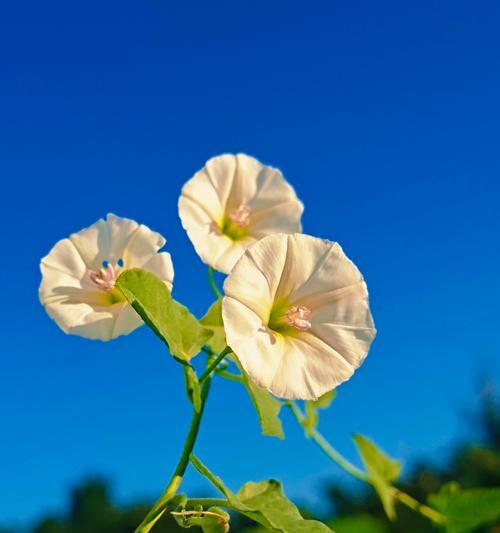 蓝色牵牛花的花语是什么？牵牛花的寓意有哪些？
