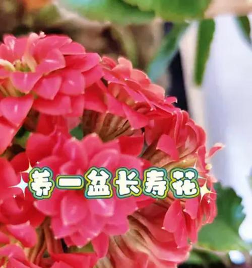 送爷爷长寿花有什么特别含义？