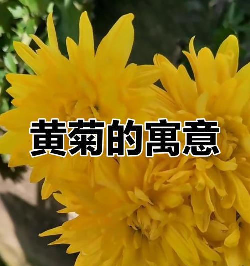 送长辈黄色花有何寓意？黄色花象征着什么？