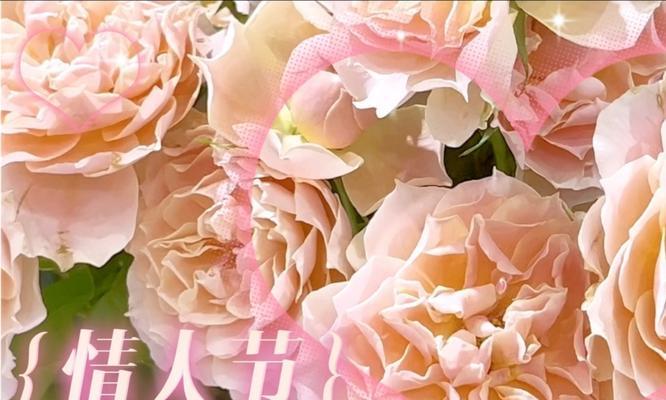 情人节送玫瑰花有什么寓意？玫瑰花在情人节的意义是什么？