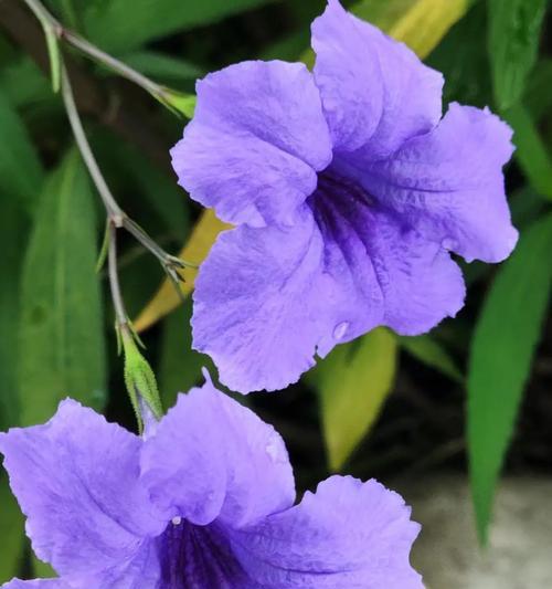 紫色花的寓意是什么？紫色花象征着什么？