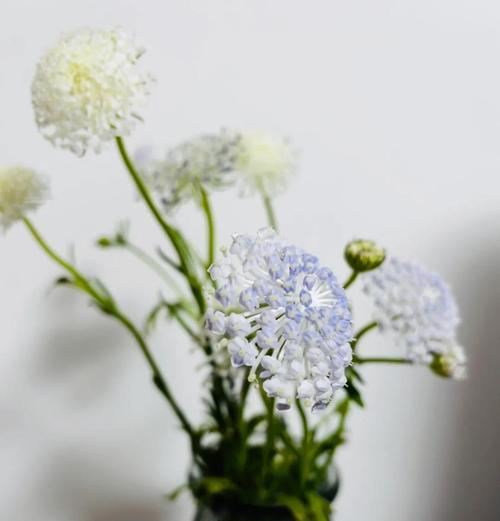 淡蓝色的花代表什么？送淡蓝色的花有何寓意？