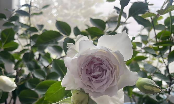 纯白色的花寓意着什么？白色花朵代表的纯洁与意义是什么？