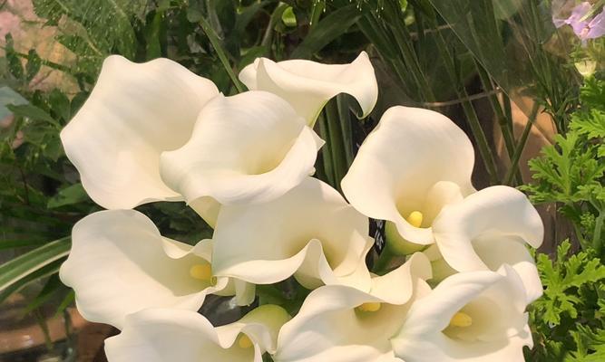纯白色的花寓意着什么？白色花朵代表的纯洁与意义是什么？