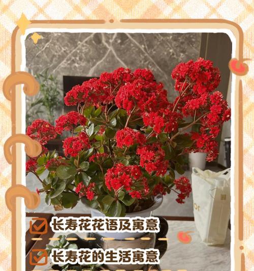 橘色长寿花的花语是什么？橘色长寿花的寓意有哪些？