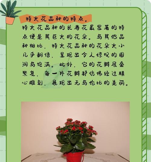 橘色长寿花的花语是什么？橘色长寿花的寓意有哪些？
