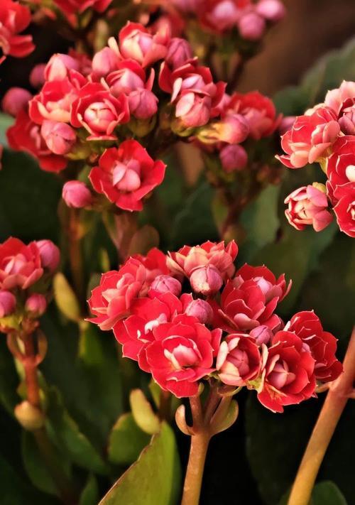 橘色长寿花的花语是什么？橘色长寿花的寓意有哪些？