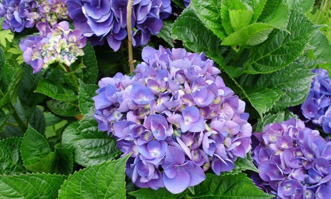 紫色绣球花做头像代表什么？