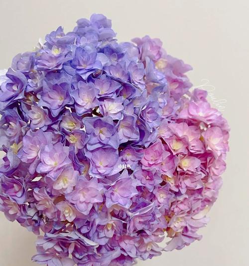紫色绣球花做头像代表什么？
