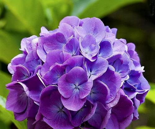 紫色花有哪些希望的寓意？紫色花的花语是什么？