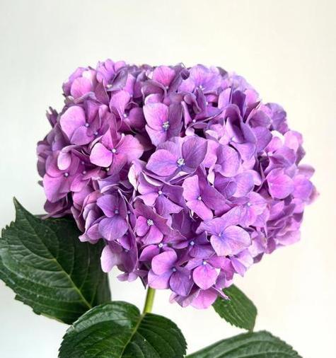 紫色花有哪些希望的寓意？紫色花的花语是什么？