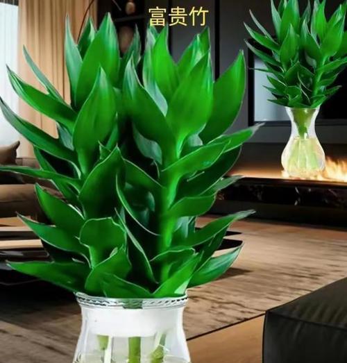 春节期间放花有何寓意？传统习俗中花的选择和摆放？