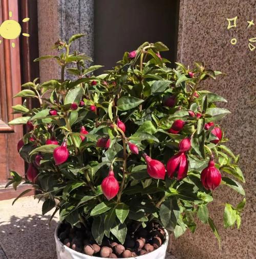 春节期间放花有何寓意？传统习俗中花的选择和摆放？