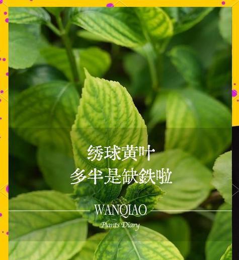 叶绿色代表什么花语？叶绿色花有哪些特别含义？