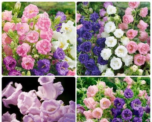 混色风铃花代表什么意义？