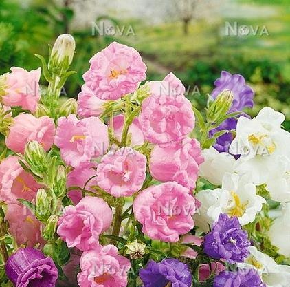 混色风铃花代表什么意义？