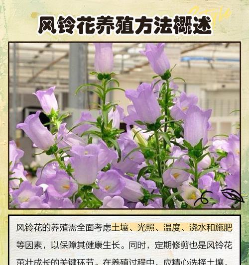混色风铃花代表什么意义？