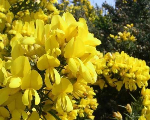 五四青年节的象征花是什么？它有什么特别的含义？