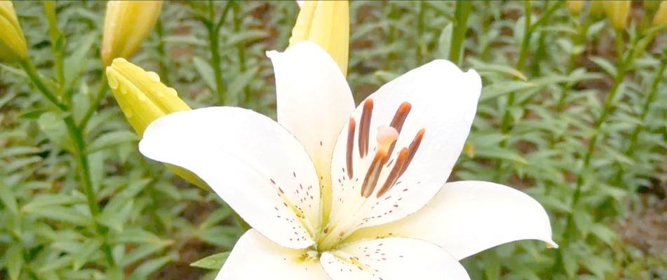 象征百合爱情的花有哪些？如何用这些花表达爱意？