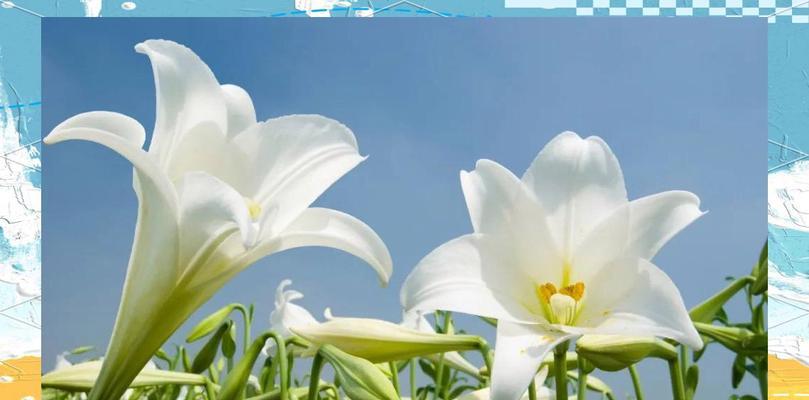 象征百合爱情的花有哪些？如何用这些花表达爱意？