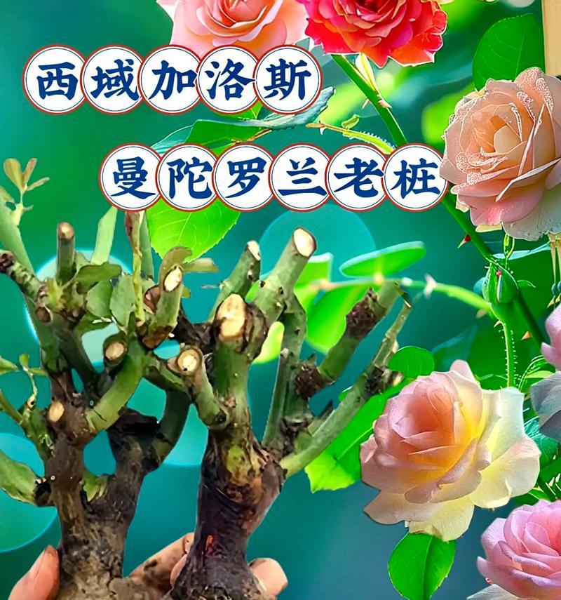 神奇七色花的花语是什么？它传递了哪些信息？