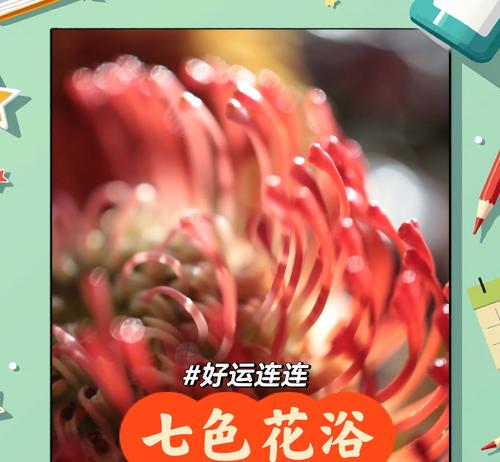 神奇七色花的花语是什么？它传递了哪些信息？