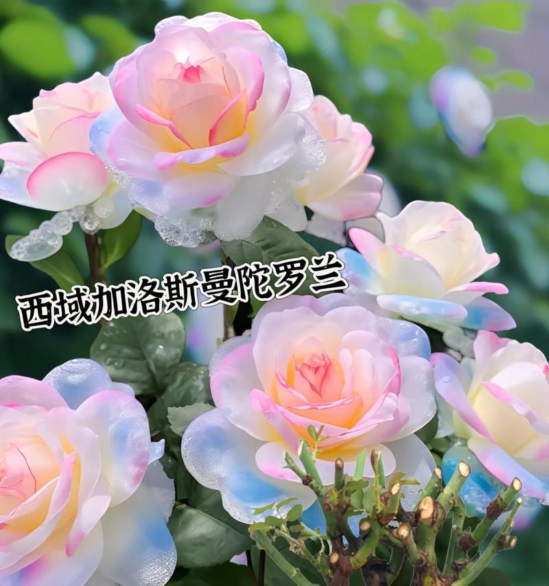 神奇七色花的花语是什么？它传递了哪些信息？