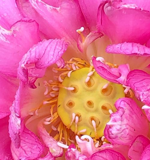 牡丹花的颜色代表什么？不同颜色牡丹花的寓意是什么？