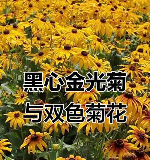 双色菊花的寓意是什么？
