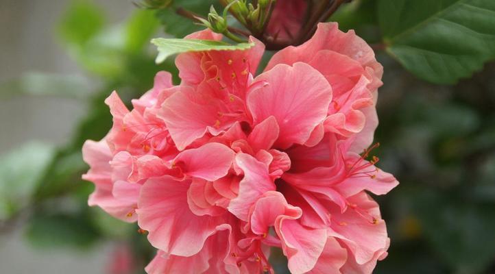 大红色芙蓉花的花语是什么？